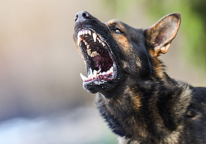 PA-_0009_dog-bite-lawyer-oklahoma-855getjjlaw